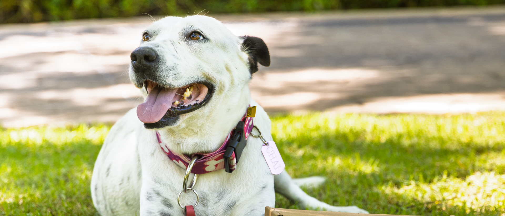Meet Chai: The Four-Pawed Concierge at Marival Distinct Handwritten Collection