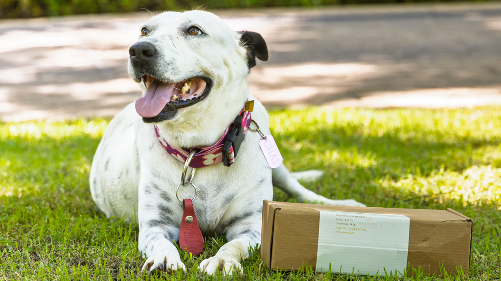 Meet Chai: The Four-Pawed Concierge at Marival Distinct Handwritten Collection