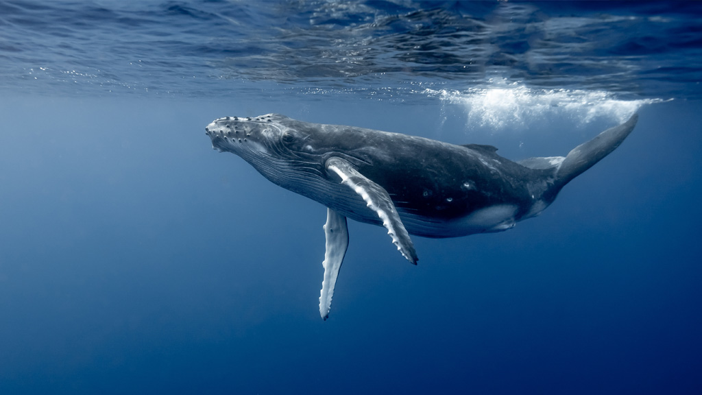 Swim for the Whales: Make a Splash in Conservation