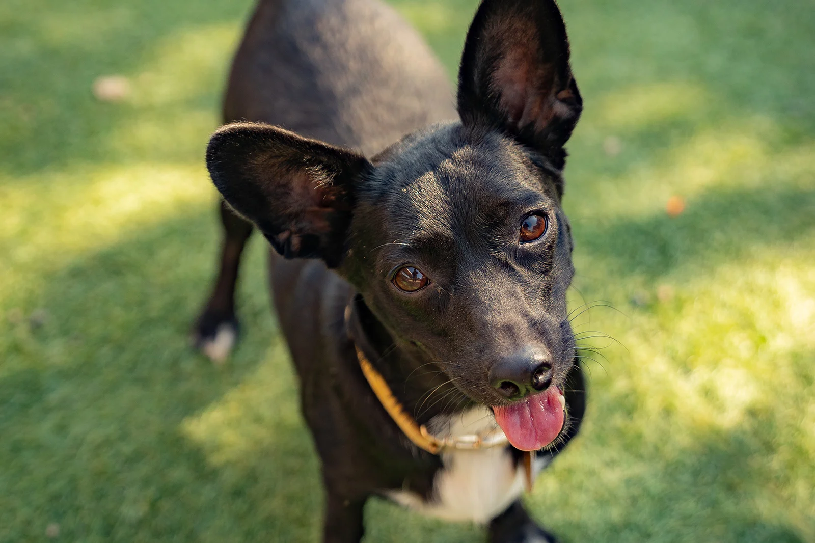 A Dog’s New Life Marival Distinct