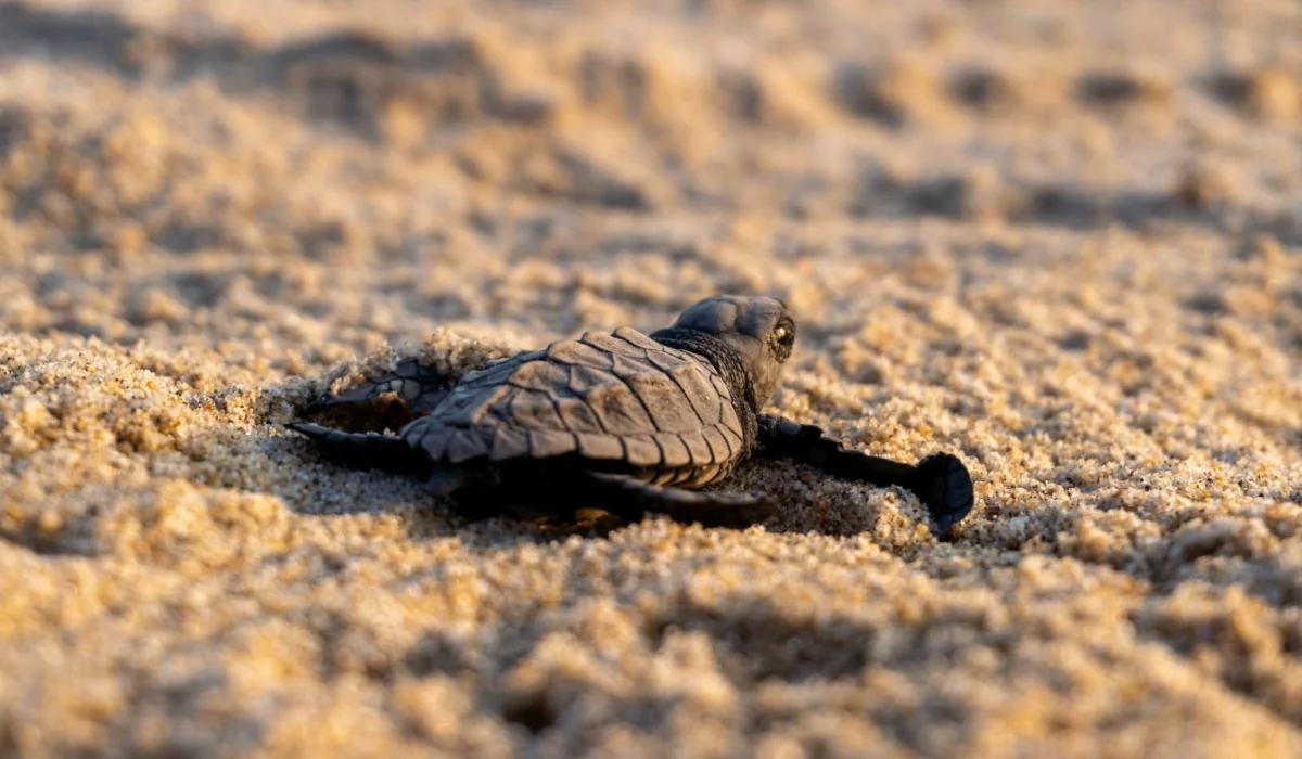 Sea Turtle Nesting Season Begins