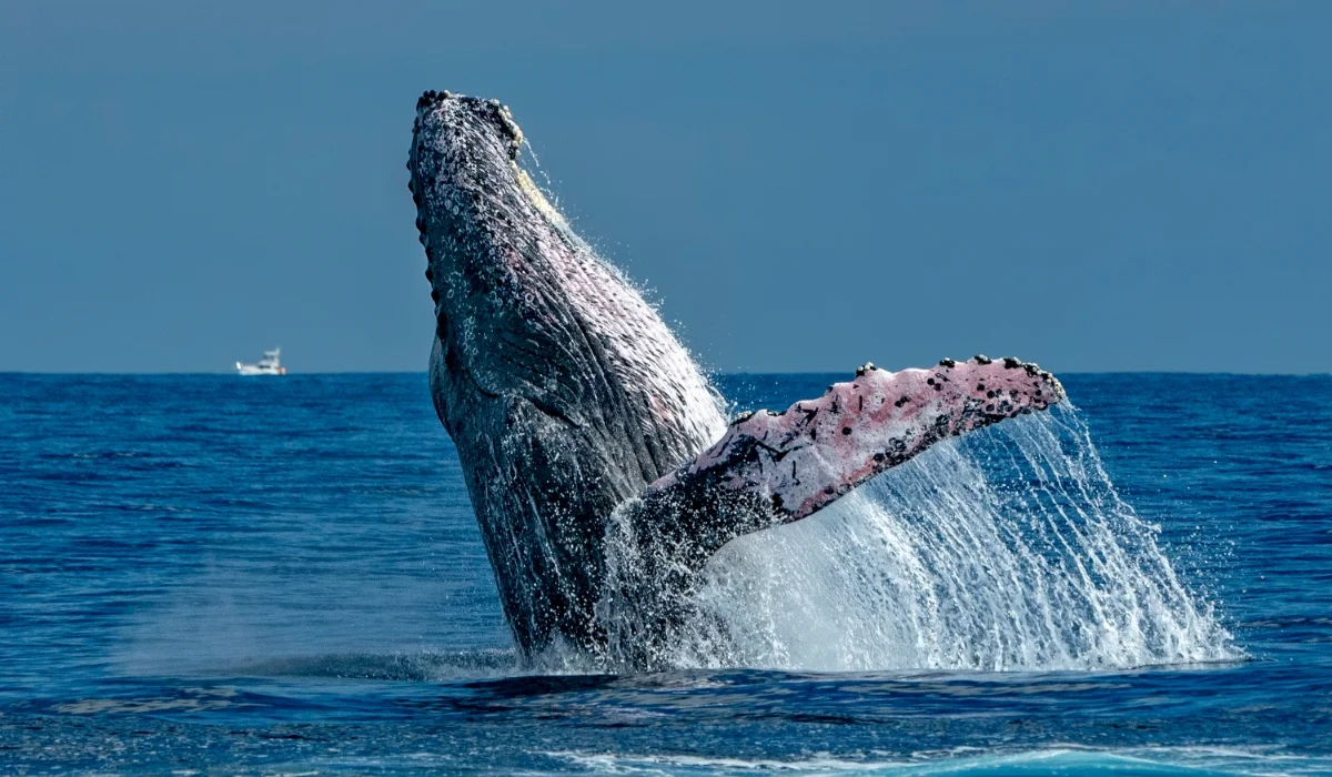 Whale Watching
