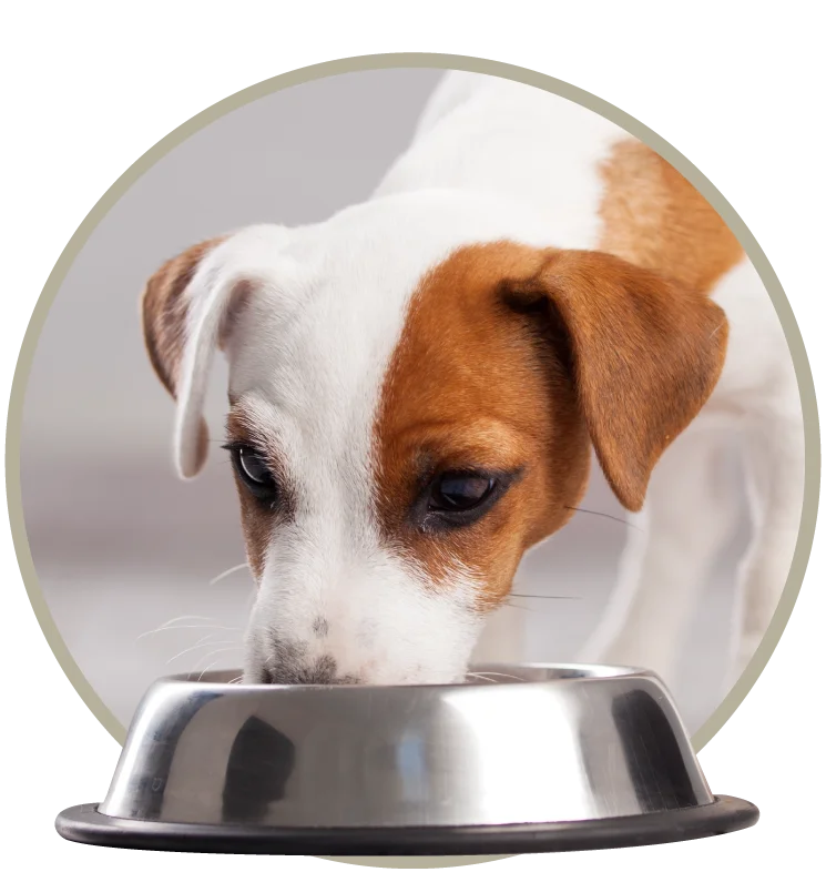 Travel Paws Nuevo Vallarta